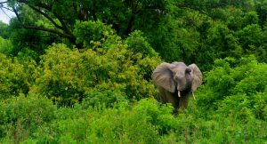 Elephant in bushes